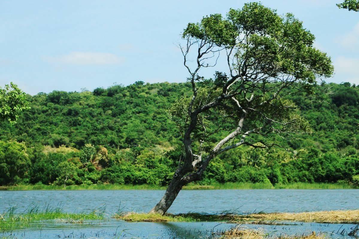 Athena Lake By Seedevi Dambulla Eksteriør bilde